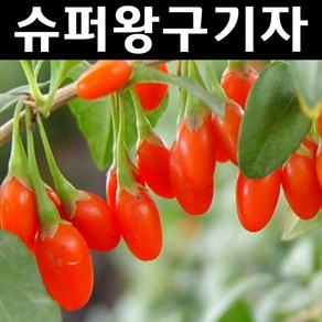 슈퍼왕구기자 나무 묘목 삽목3-4년 뿌리3개