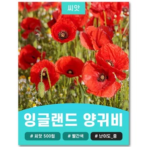 잉글랜드 양귀비 씨앗 빨간색 500립, 1개