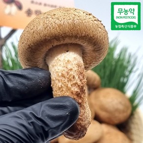 송고 송화고 고송 송향 송향가버섯 상품 가정용 일반용 500g 1kg 무농약 산지직송