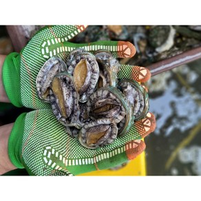 [항아리속바다] 완도 참전복 직접키운 직거래 완도 활전복, 1kg30-40미[꼬마전복], 1박스