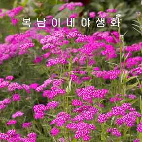 빨간톱풀 세리즈퀸 [4포트 복남이네야생화 모종 허브 야로우 아킬레아 achillea], 4개