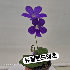 뉴질랜드 앵초, 1개, 보라