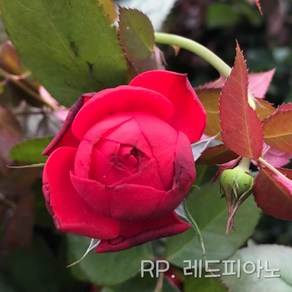 줄장미묘목 사계명품덩굴장미 금강원예, 1개