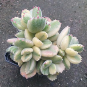 [수암다육] 웅동자금 랜덤발송 Cotyledon tomentosa f. vaiegata 랜덤발송 다육 다육이 다육식물 516, 1개