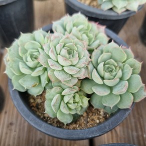 [수암다육] 샤를로즈 랜덤발송 Echeveria 'Charles Rose' 랜덤발송 다육 다육이 다육식물 263