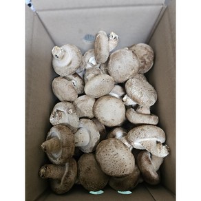 GAP인증 생표고버섯 가정용 상품, 1박스, 1KG(상품)
