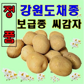 강원도 정품 씨감자 수미 대서 두백 20kg 10kg 4kg 씨앗사은품증정, 두백4kg(포슬포슬씨감자), 1개