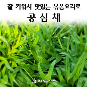 [모종심는아빠] 튼실하고 꽉차게 키운 공심채모종 모닝글로리, 모종10포트, 1개
