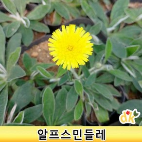 들꽃닷컴]야생화 알프스민들레 모종(노랑꽃 8cm포트묘)30개, 1개