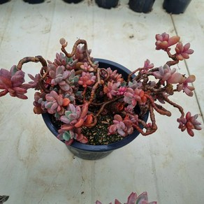 [수암다육] 원종 프리티 단품 Gaptosedum 'Bonze' 다육 다육이 다육식물 국민다육, 1개