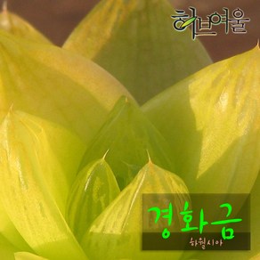 [허브여울다육] 경화금(하월시아) 지름 9cm 소품 (상토와 마사만 사용한 건강한다육)