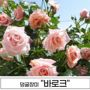 넝쿨장미 나무 3년생 1-2지 독일장미 사계장미 사계넝쿨, 1개, 바로크