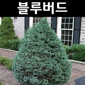 블루버드 나무 묘목 H70~80cm 분묘1개/정원수 조경수, 1개