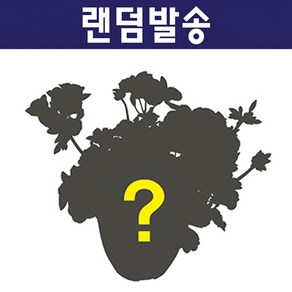 제라늄 15cm 뽑기