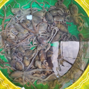 고흥 탕탕이용 뻘낙지 통통한 산낙지 3미 외, 산낙지 중 3미(300g 내외), 1개