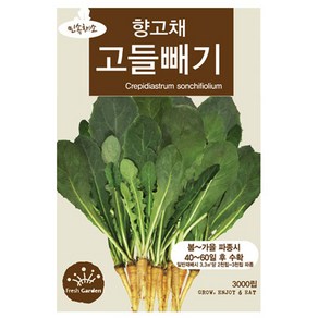고들빼기씨앗 고들빼기씨 3000립, 6개