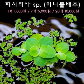 [수초아쿠아] 피시티아 sp. 미니 물배추 초보수초 인기수초 구피 새우 은신처 어항수초 수초맛집 득템수초 부상수초 새우키우기 질산염제거, 1개