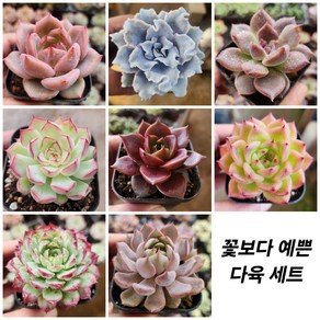 희소다육 세트[ 8 종모음 ], 1개