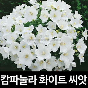 화이트 캄파눌라 씨앗 초롱꽃 씨앗 꽃씨 꽃씨앗 100알, 1개