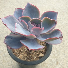 [수암다육] 애프터글로우 랜덤발송 Echeveria 'Afterglow' 다육 다육이 다육식물 국민다육 198