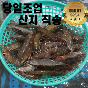 국대새우 [당일조업] 산지직송 국산 생물 흰다리 새우 제철 활 (33미내외) 특대, 1개, 2kg