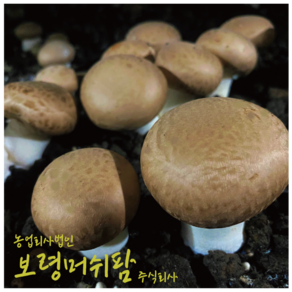 역전의부자농부(산지직송) 보령머쉬팜 특품, 1개, 갈색양송이버섯 특2kg