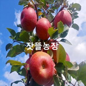 잣뜰농장 밀양 얼음골사과 GAP인증 산지직송 5kg, 1박스, 5kg 21과(소과)