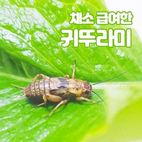 귀뚜라미 보온포장포함 레오파드게코 도마뱀 파충류 양서류 개구리 햄스터 고슴도치 끝판왕 살아있는 귀뚜라미 먹이곤충, 중 50마리, 1개