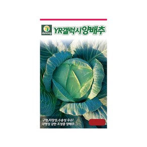 (DN) YR갤럭시양배추 씨앗(100립), 1개