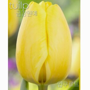 튤립(Tulip) 추식 구근 입고 금강원예, 얍쿠르트(5구), 1개