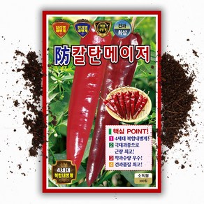 방 칼탄메이저 고추씨앗 300립 칼라병 탄저병 역병 복합 내병계 극대과종 고추 씨 종자, 1개