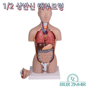 ERLER ZIMMER 인체모형 B223 16분해 상반신 인체해부모형, 1개