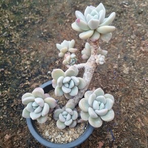[수암다육] 아모르파티 랜덤발송 Echeveia 'Amo Fati' 다육 다육이 다육식물, 1개