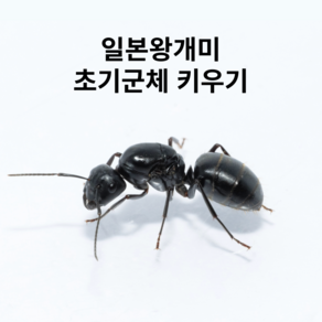 앤트킹 일본왕개미 여왕개미 키우기 관찰키트