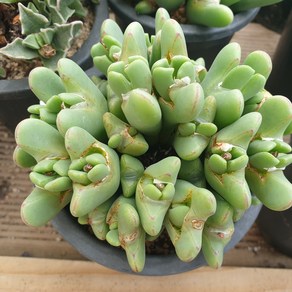 [수암다육] 축전 랜덤발송 Conophytum bilobum 다육 다육이 다육식물 631