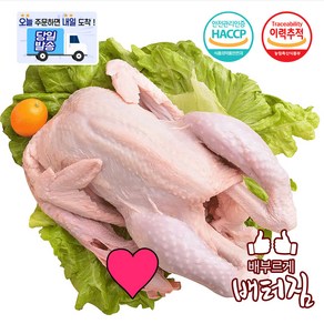 (배터짐) 보신용 노계닭 산란계 쫄깃한 식감, 1.5kg, 3개