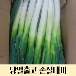 신선한 손질대파 깐대파 5kg 10kg 식자재대파 업소용 식자재용 대용량대파 업소용대파 싱싱한대파 손질 대파 깐 대파 급식용 대파, 5kg (손질대파), 1개