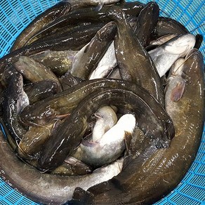 자연나라 국내산 민물고기 메기 2kg ( 1kg x 2팩 ), 1개