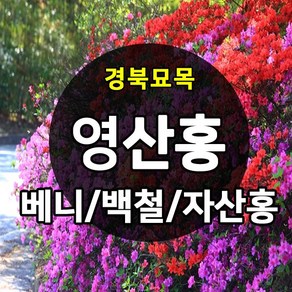 [경북농원] 철쭉 영산홍 연산홍 조경수 (베니/백철/자산홍) 석암철쭉 5주묶음 판매중