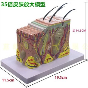 피부층 모형 단면 과학실 피부과 교구 미세 모낭 성형 구조 의학 피규어 모근, 35배 확대 15*11*11CM