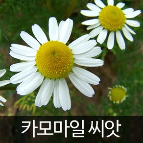 카모마일 씨앗 허브씨앗 허브씨 향신료 종자 5000알, 1개