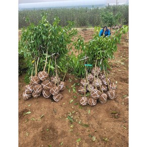 복숭아나무 마도카3년생 결실주 분묘, 1개, 마도까 R2점이상분묘