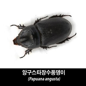 앙구스타장수풍뎅이표본-Papuana angusta