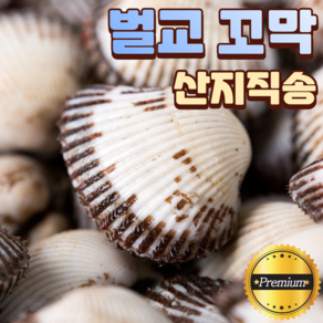 산지직송 벌교 꼬막 제철 큰 새꼬막 참꼬막 상품 1kg 3kg 5kg 7kg 10kg