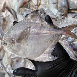 [당일조업] 산지직송 여수 참병어 비손질, 1박스, 1kg(6-10미 내외)