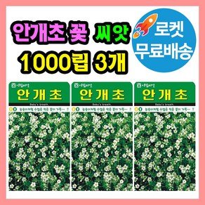 안개초 꽃 씨앗 (합 3000립) 꽃씨 안개꽃 종자, 3개