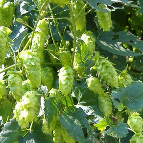 [5개] lupulus 호프덩굴 Hop Humulus Vine 맥주 율초 5립 원료) (열매는, 5개