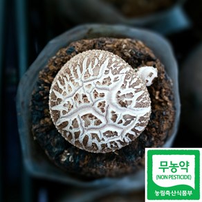 무농약 표고버섯 1kg 선물 흑화고 산지직송 생표고, 1개, 못난이 1kg