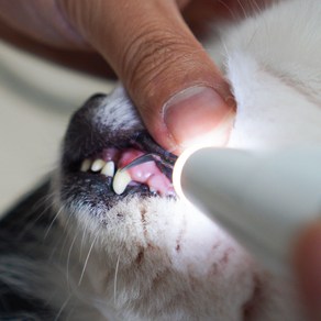 콩냥콩냥 강아지 고양이 치석제거기 셀프 스케일링, 1개