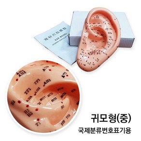 귀모형(중 14cm) 국제분류번호표기 이혈도 이침요법, 상세페이지 참조